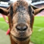 วิธีเล่น ufabet ท รู วอ ล เล็ ต สำหรับมือใหม่